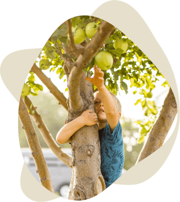 Boy climbing apple tree