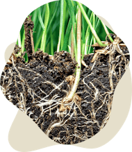 Roots in soil