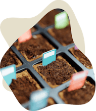 Plants growing in soil
