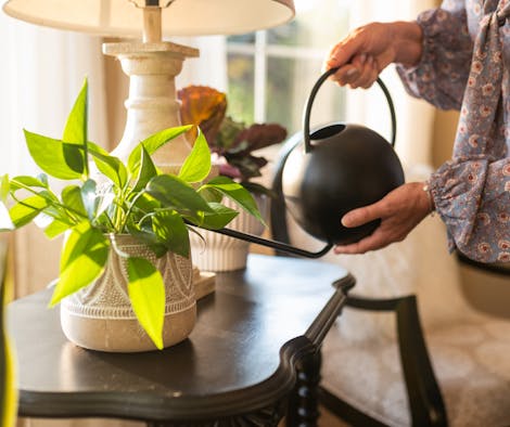 Watering houseplant with BloomVive