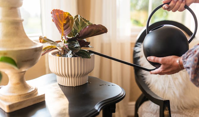 Watering houseplant with BloomVive
