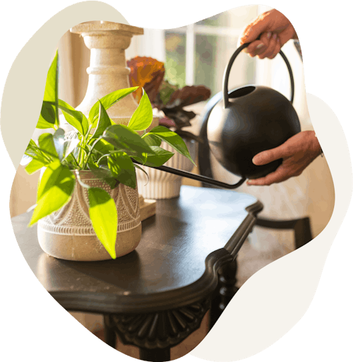 Watering houseplant
