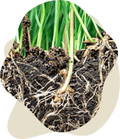 Plant roots in soil