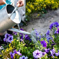 Watering purple flowers with watering can