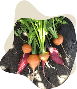 Veggie collage